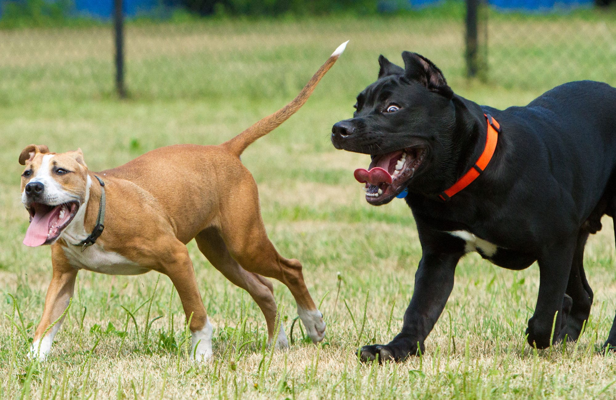 dogs running in field