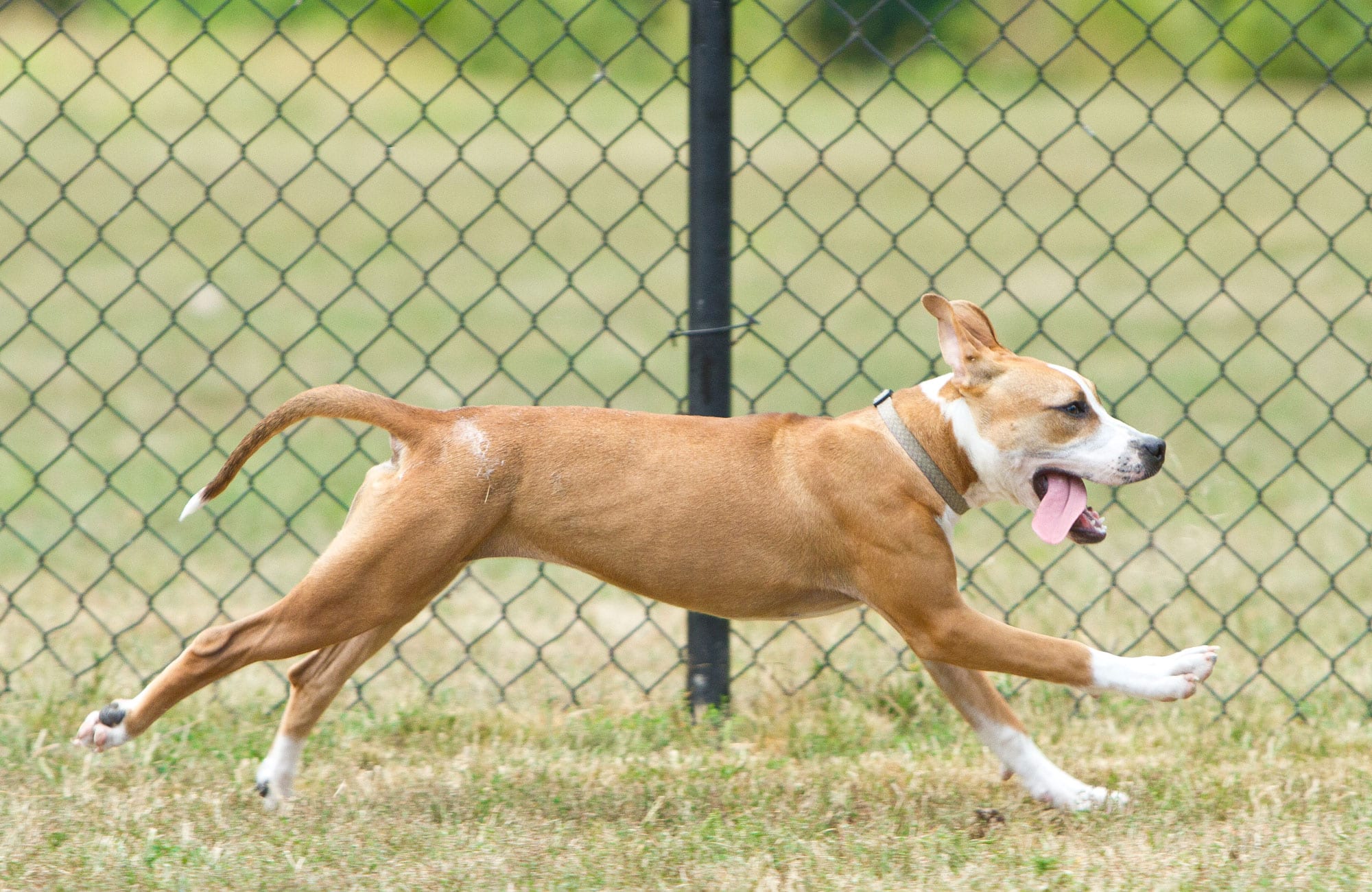 dog running in dog park